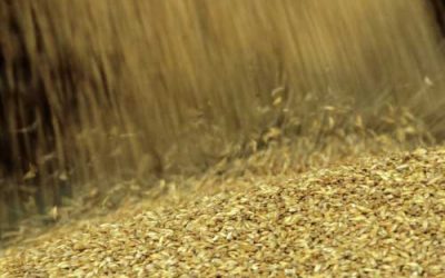 Russia may impose grain export ban