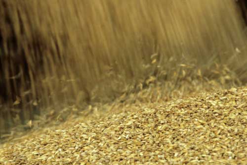 Russia may impose grain export ban