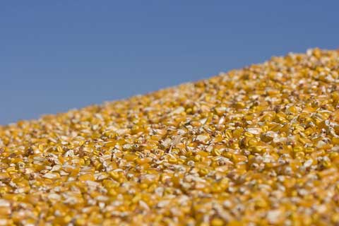 Asia’s feed mills caught short by costly corn