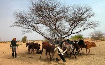 Livestock Feeds in Nigeria records 80% growth