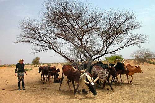 Livestock Feeds in Nigeria records 80% growth