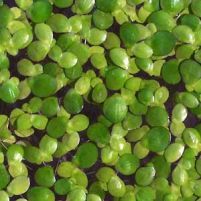 Duckweed: valuable animal feed source