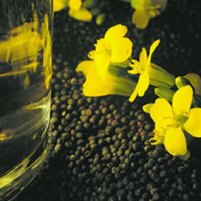 Louis Dreyfus, Mitsui build canola oil plant