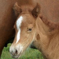 Be aware of protein needs for horses