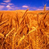 Poland faces fines on national GM food law