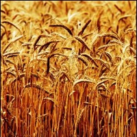 Bulgarian grain producers continue protest