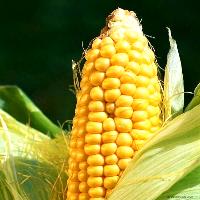Monsanto against S. Africa biofuel plan