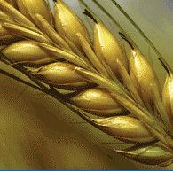 Less export advantages for Chinese grain