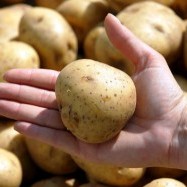 Ministers to authorise GM potato and maize