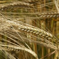 Low-phytate barley feeding trial in Vietnam