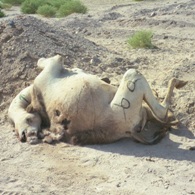 Dead camels still puzzle scientists