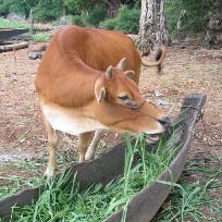 Hybrid grass to solve cattle feed shortage