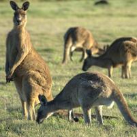 Kangaroos might solve methane problem
