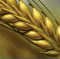 Russia raises grain export duties to 40%