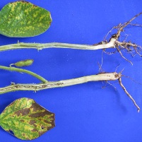 Simple SDS detection in soybean seedlings