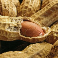 Researchers make bio-diesel from peanuts
