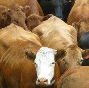 Sweden studies methane from cow burps
