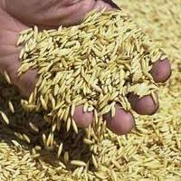Sri Lanka bans rice as animal feed