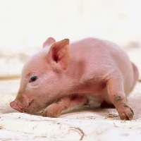 Modified diet may increase pig birthrate