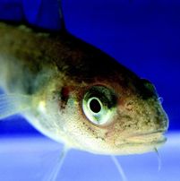 Origin, Aistevoll combine fish operations