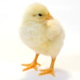 First seven days important for chick growth