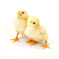 Probiotics to fight Salmonella in poultry