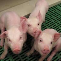 TOPSPEC pig diets can save costs