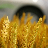 DSM receives US biofuel grant