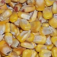 Corn is good fibre source in dog food