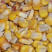 Corn is good fibre source in dog food