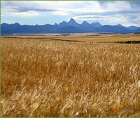 South Australia to sow good 2008 harvest