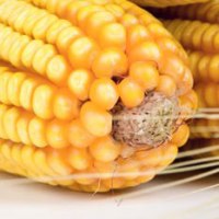 University in the US unlocks corn genome