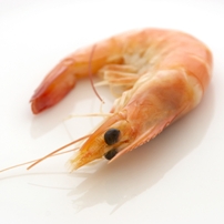 New shrimp larvae feed launched