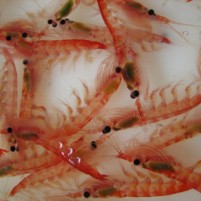 “Antartic krill fishing may be unwise”