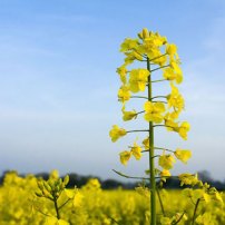 Bayer’s GM oilseed unlikely to cause harm