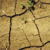 Drought-resistant barley to be developed