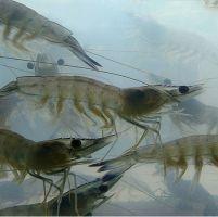 Probiotic can reduce vibriosis in shrimps