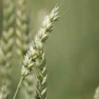 Scientists warn of wheat disease Ug-99