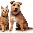 Kemin expands pet food palatants business