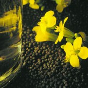 Bayer to launch new high-oleic canola