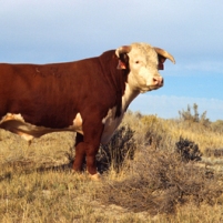 US beef industry focuses on feed efficiency