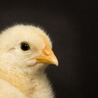 Effect of whole wheat feeding in birds