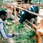 Calliandra shrub boosts cow milk