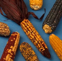 Encouraging results aflatoxin protected corn