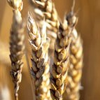 Canadian wheat export monopoly staggers