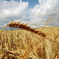 Enough grain in Europe