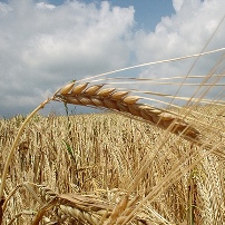 Kenya launches new grain storage system