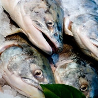 Salmon pigment authorised as feed additive