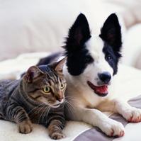 UQ teams up with Hill’s Pet Nutrition