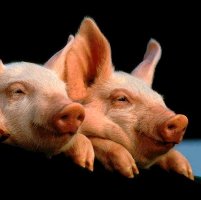 Feed prices result in record pig prices